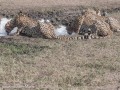 cheetah-17
