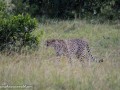 cheetah-2