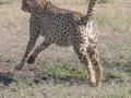 cheetah-22