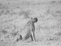 cheetah-23