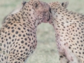 cheetah-26