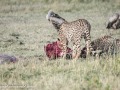 cheetah-32