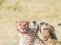 cheetah-38