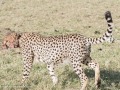 cheetah-40