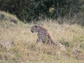 cheetah-5