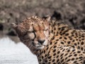 cheetah-53
