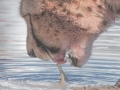 cheetah-60