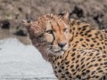 cheetah-68