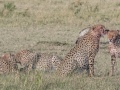 cheetah-78