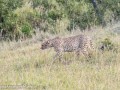 cheetah-9