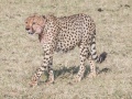 cheetah-90