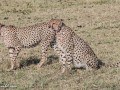 cheetah-91