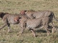 cheetah-92