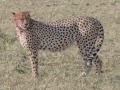 cheetah-93
