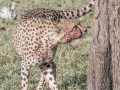 cheetah-94