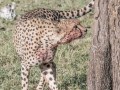 cheetah-94