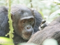 Chimpanzee Trek-115