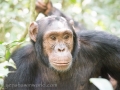 Chimpanzee Trek-170