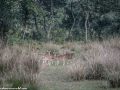 Chitwan-25