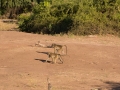 chobe-119