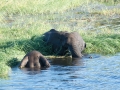 chobe-133
