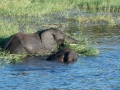 chobe-134