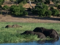chobe-136