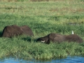 chobe-159