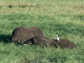 chobe-160