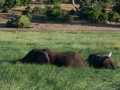chobe-163
