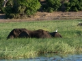 chobe-164
