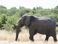 chobe-21