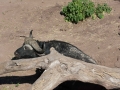 chobe-46