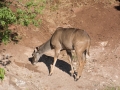 chobe-52