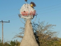 chobe-6