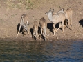chobe-63