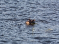 chobe-80