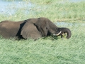 chobe-98