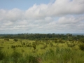 Congo-31