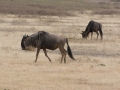 Ngorongoro Crater-11