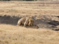 Ngorongoro Crater-116