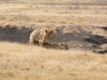 Ngorongoro Crater-120