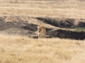 Ngorongoro Crater-123