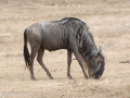 Ngorongoro Crater-14
