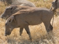 Ngorongoro Crater-155