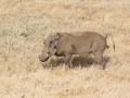 Ngorongoro Crater-158