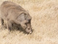 Ngorongoro Crater-159