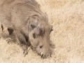 Ngorongoro Crater-160