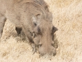 Ngorongoro Crater-162