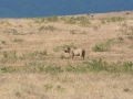 Ngorongoro Crater-164
